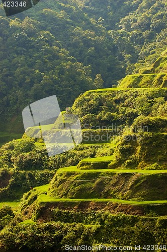 Image of Hapao Rice Terraces