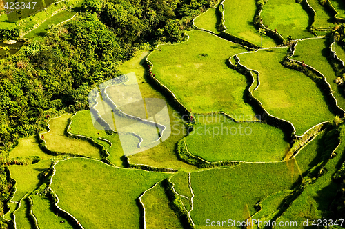 Image of Rice Terraces