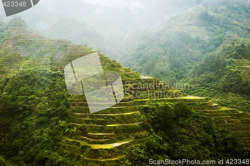 Image of Banaue Rice Terraces