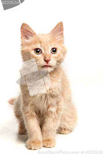 Image of The cat on white background