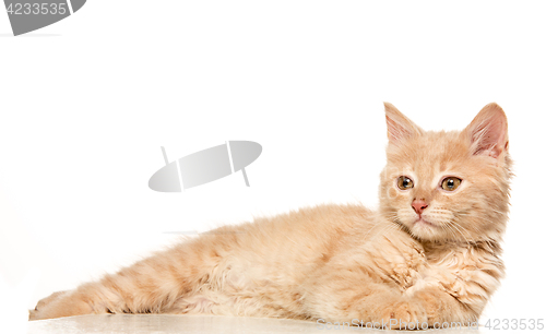 Image of The cat on white background