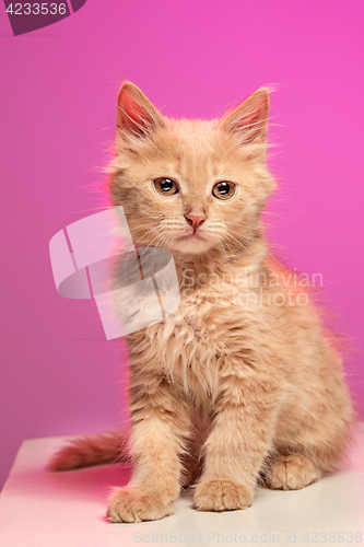 Image of The cat on white background