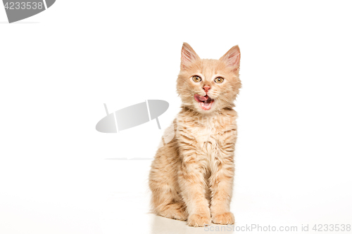 Image of The cat on white background