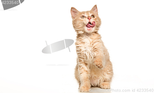 Image of The cat on white background