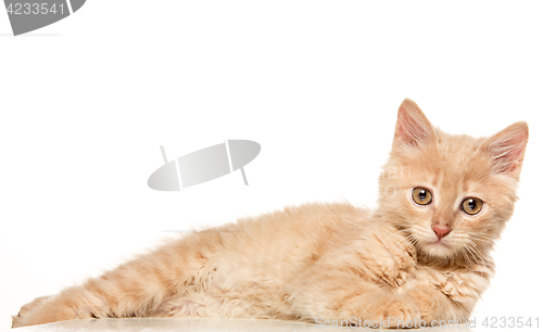 Image of The cat on white background