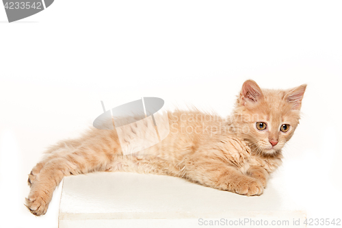 Image of The cat on white background