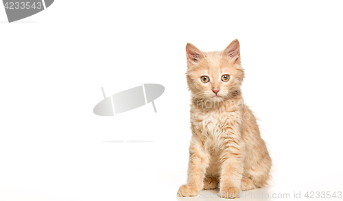 Image of The cat on white background