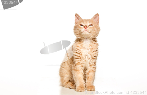 Image of The cat on white background