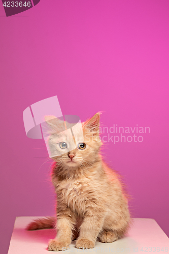 Image of The cat on white background