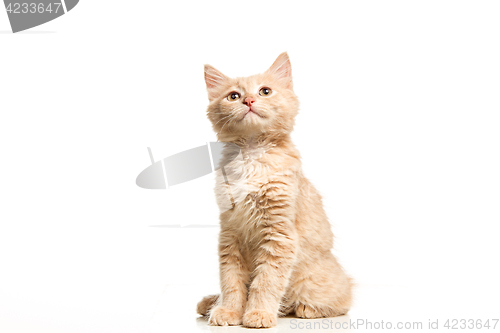 Image of The cat on white background