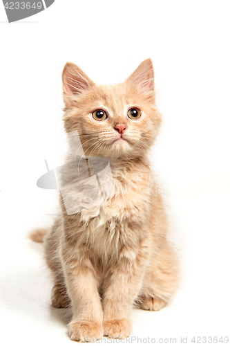 Image of The cat on white background