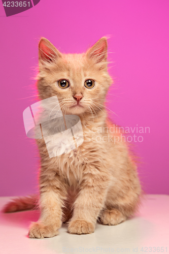 Image of The cat on white background