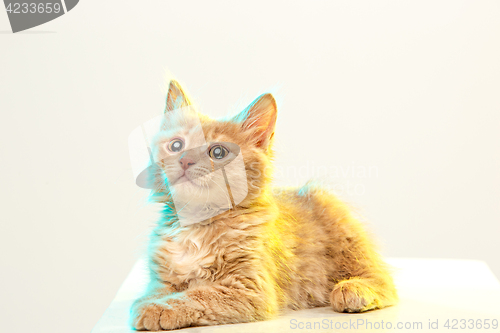 Image of The cat on white background