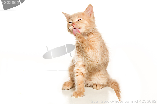Image of The cat on white background