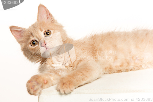 Image of The cat on white background