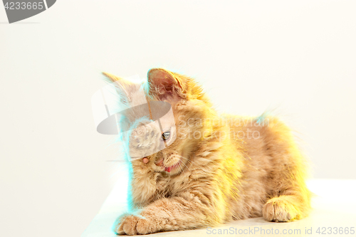 Image of The cat on white background