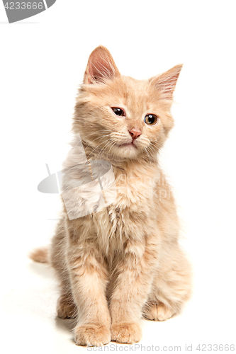 Image of The cat on white background