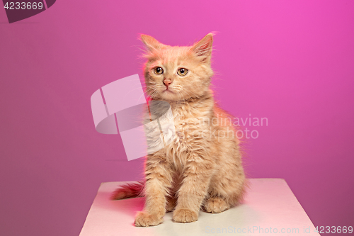 Image of The cat on white background