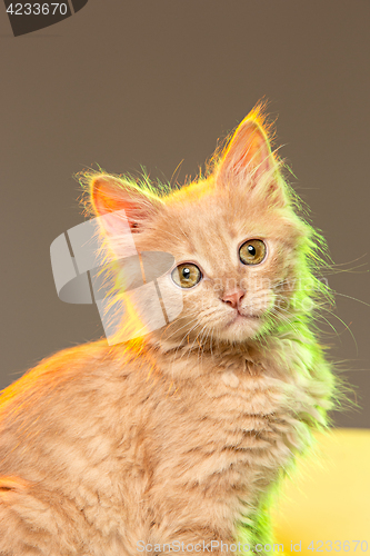 Image of The cat on gray background
