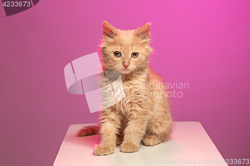 Image of The cat on white background