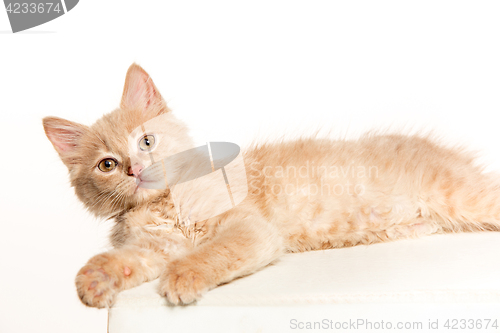 Image of The cat on white background