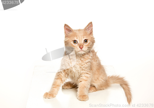 Image of The cat on white background