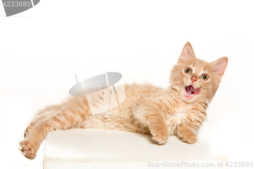 Image of The cat on white background