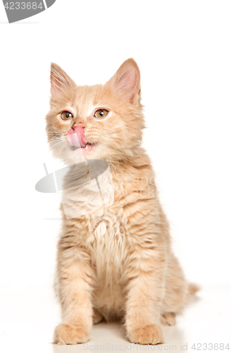 Image of The cat on white background