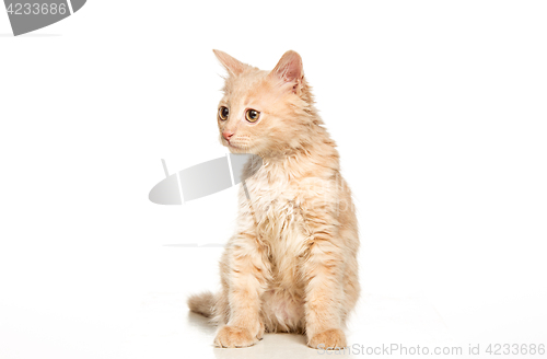Image of The cat on white background