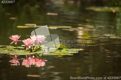 Image of Beautiful Pink Lotus Flowers Lily Pond