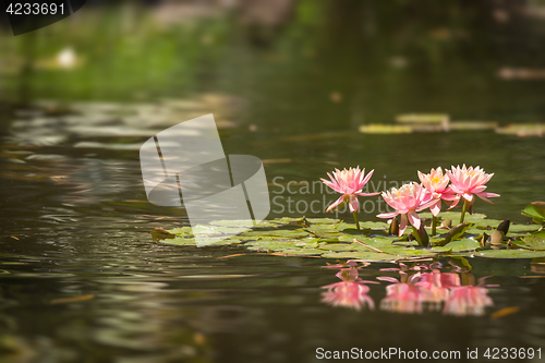 Image of Beautiful Pink Lotus Flowers Lily Pond