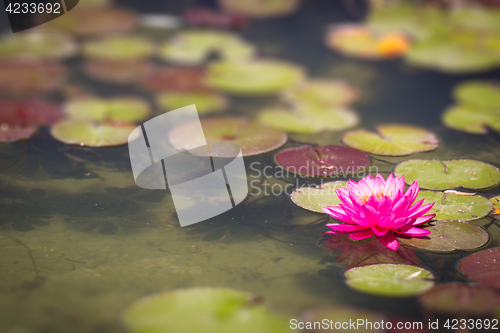 Image of Beautiful Pink Lotus Flower Lily Pond