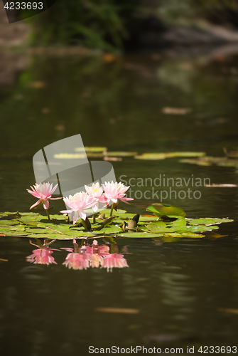 Image of Beautiful Pink Lotus Flowers Lily Pond