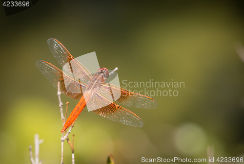 Image of Orange Dragonfly Resting on Small Branch.