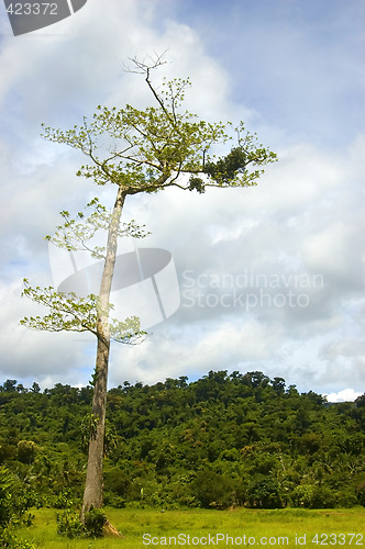 Image of Tree