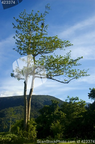 Image of Tree