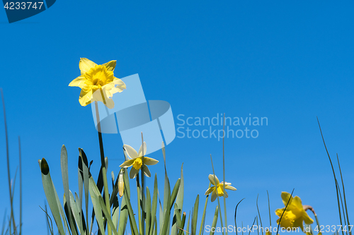 Image of Blossom daffodil flowers