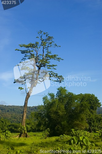 Image of Tree