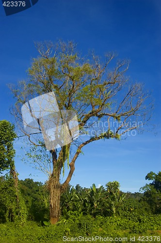 Image of Tree