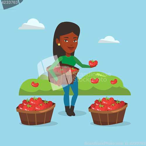 Image of Farmer collecting tomatos vector illustration.