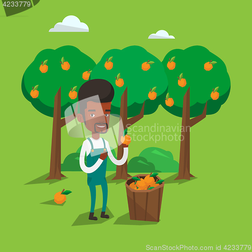 Image of Farmer collecting oranges vector illustration.