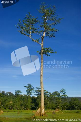 Image of Tree