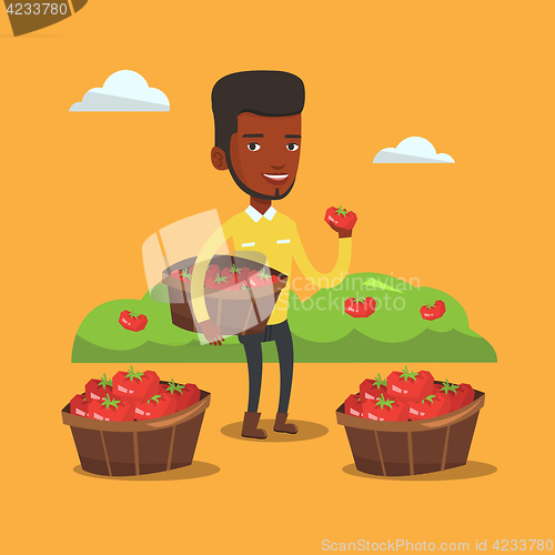 Image of Farmer collecting tomatos vector illustration.