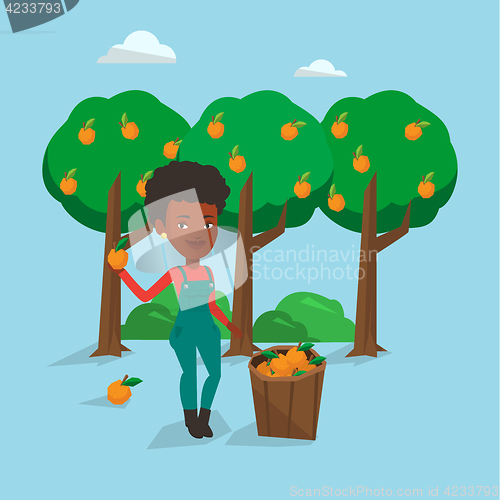 Image of Farmer collecting oranges vector illustration.