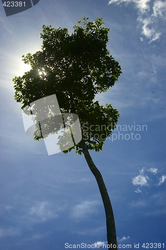 Image of Big Tree