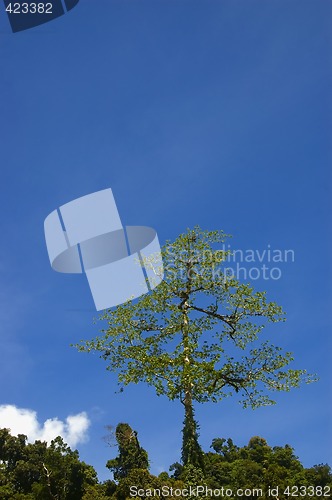 Image of Big Tree