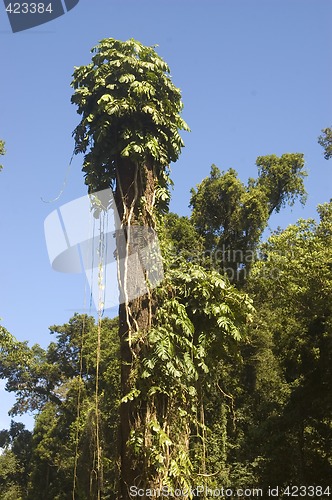 Image of Big Tree