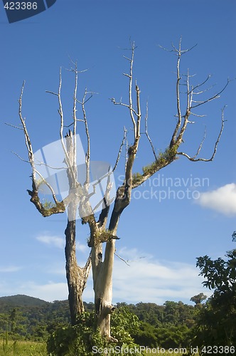 Image of Big Tree