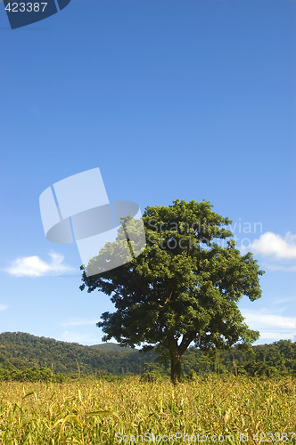 Image of Big Tree