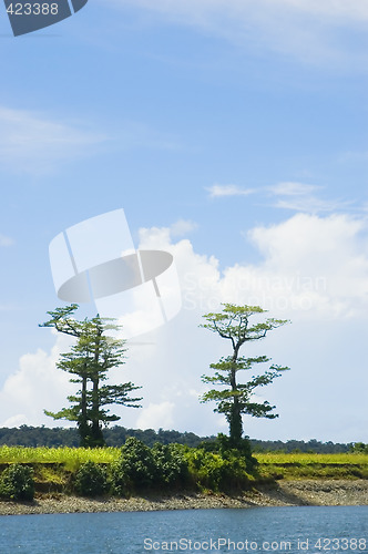 Image of Trees